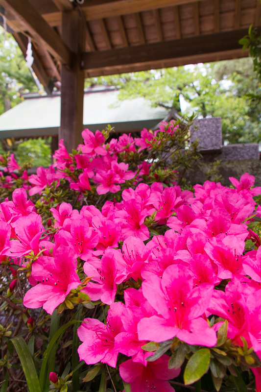 常磐神社例祭